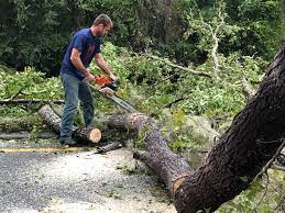 Best Tree Removal  in Lilburn, GA