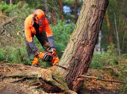 Best Lawn Renovation and Restoration  in Lilburn, GA