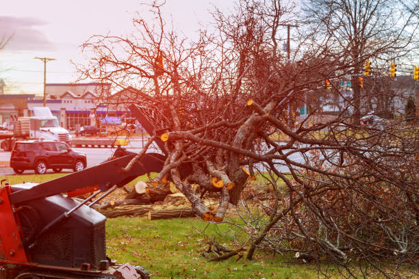 Best Leaf Removal  in Lilburn, GA