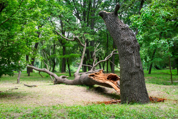 Best Lawn Mowing  in Lilburn, GA