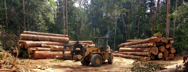 Best Arborist Consultation Services  in Lilburn, GA