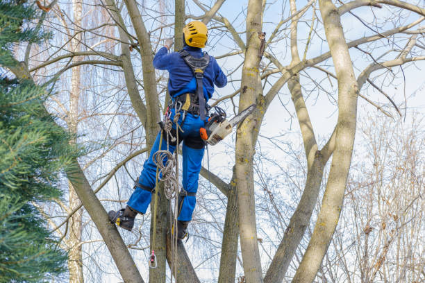 Professional Tree Care in Lilburn, GA