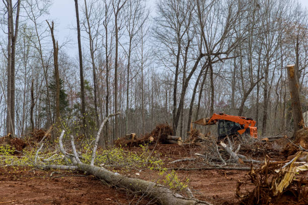 Best Tree Disease Treatment  in Lilburn, GA