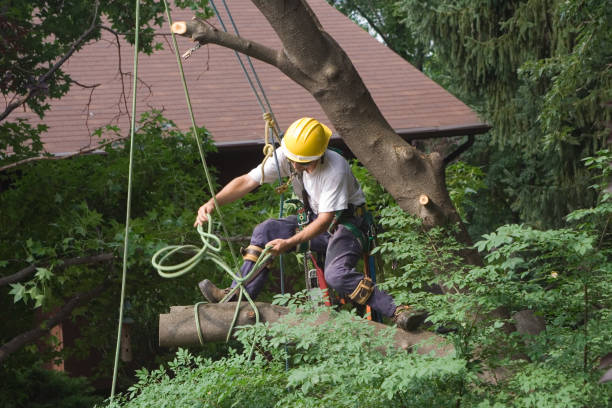 How Our Tree Care Process Works  in  Lilburn, GA