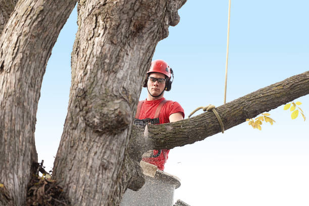 Best Tree Disease Treatment  in Lilburn, GA
